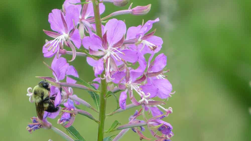 Bee on pink flower in Minnesota forest