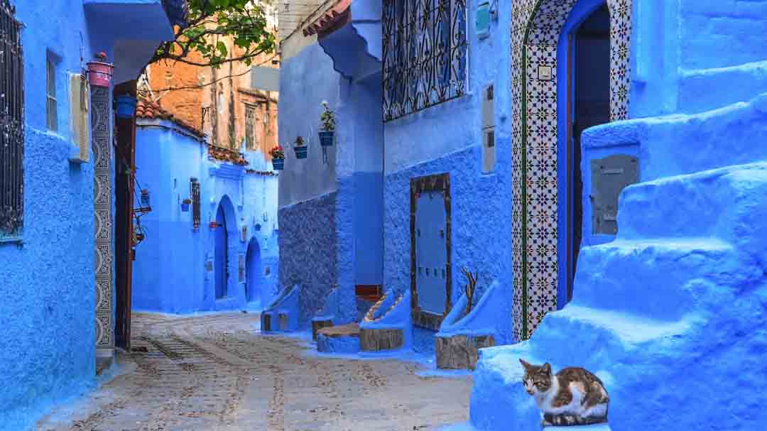 Chefchaouen cat sitting on blue steps of blue building.